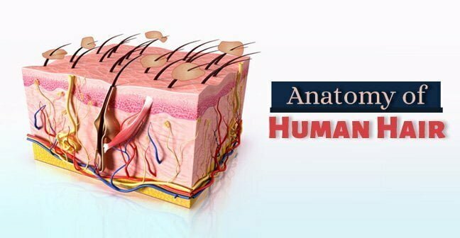 Anatomy-of-Human-Hair