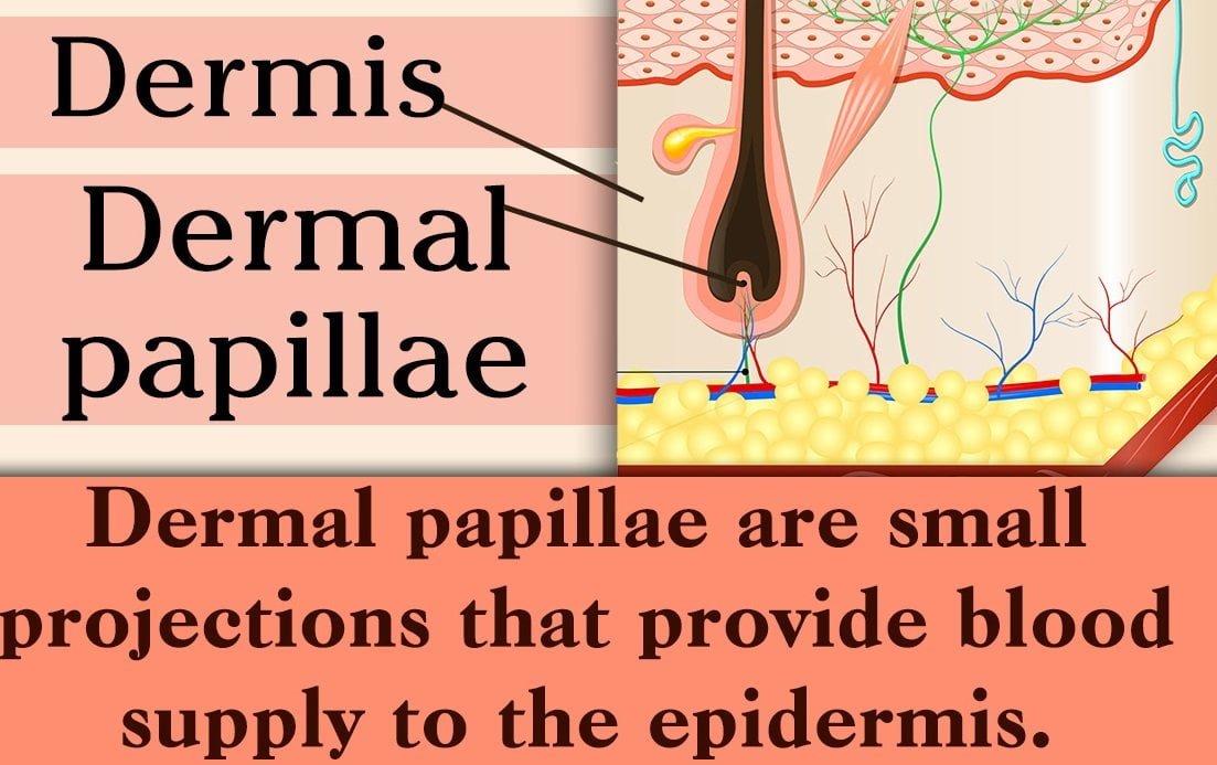 Human Hair Anatomy for hair shaft and folliciles with Diagrams