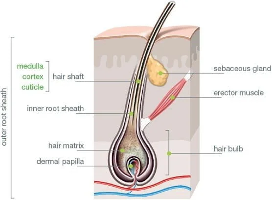 Hair Anatomy The Hair Shaft Grows From The Hair Follicle Consisting Of  Transformed Skin Tissue The Epidermal Cells Transform At The Command Of  The Dermal Papilla Cells And Generate The Hair Shaft