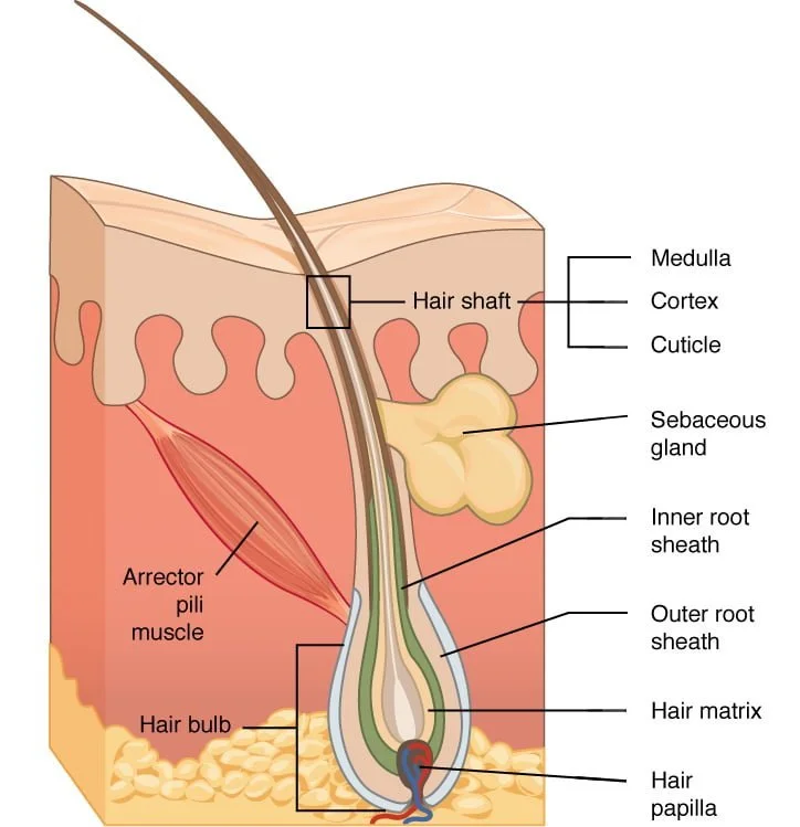 human hair anatomy
