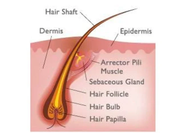 Human Hair Anatomy for hair shaft and folliciles with Diagrams